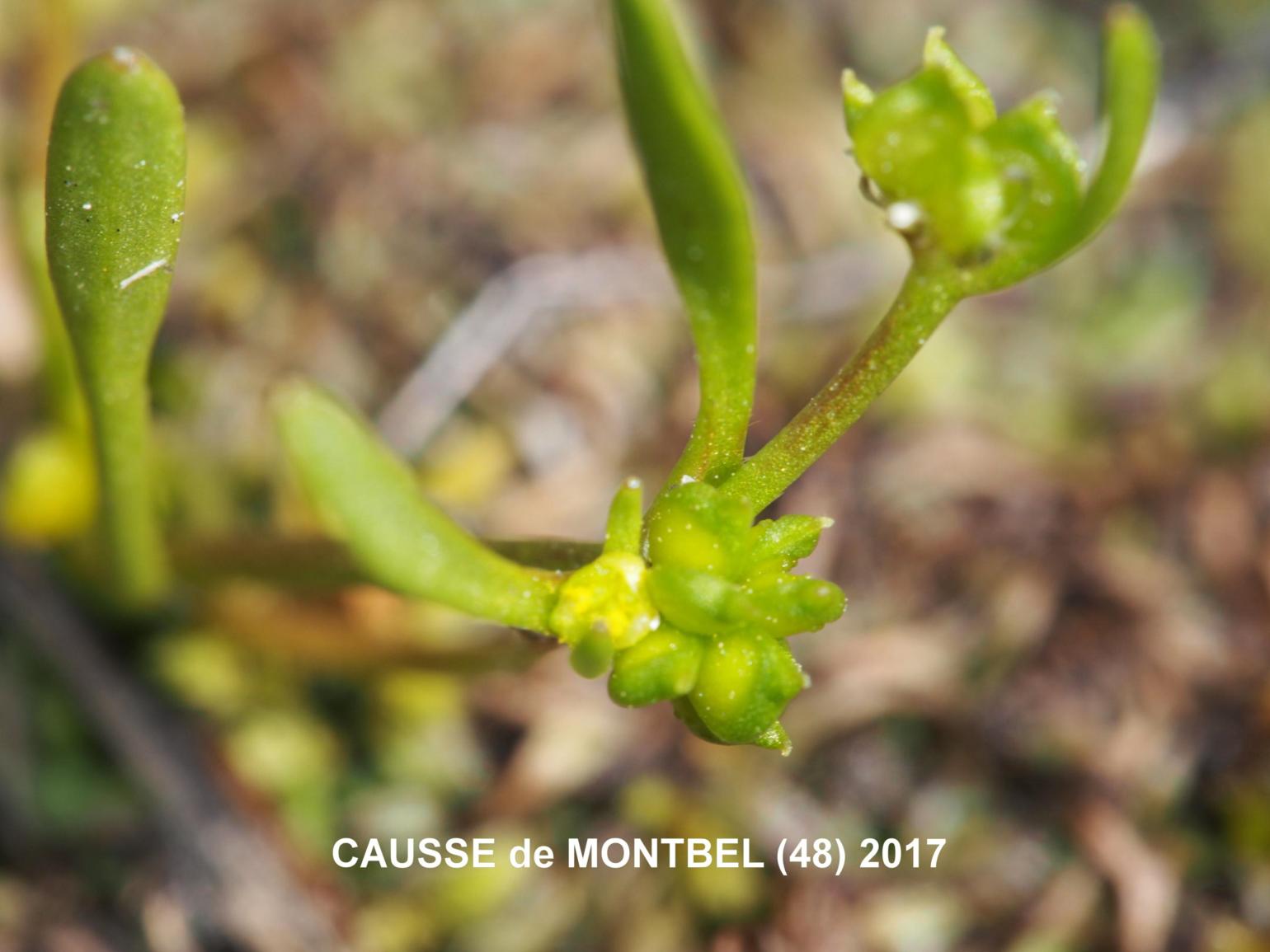 Buttercup, (nodal flowering)